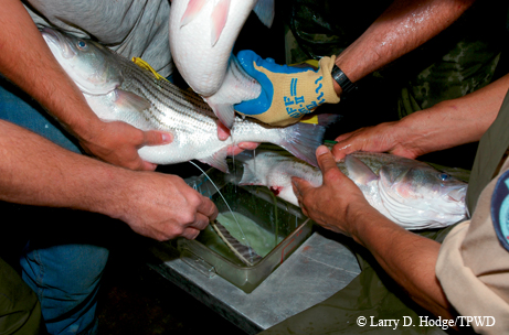 Hybrid striped bass
